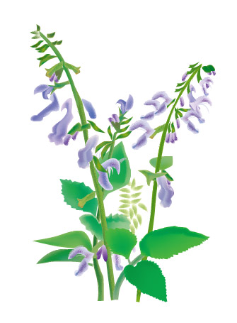 中草药－－丹芎矢量