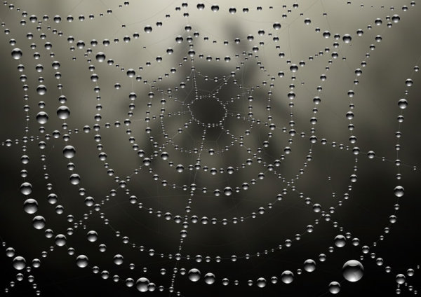 Dew cobweb 04 - vector material