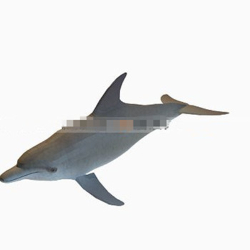 Cute dolphin 3d models