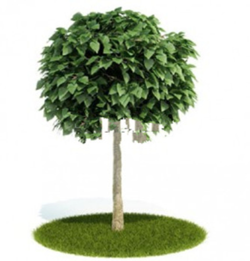  Beautiful trees 3d model