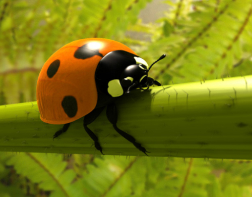 ladybird model