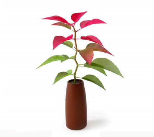 Effect of plant 3D model