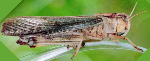 Lying on the grass grasshopper 3D model