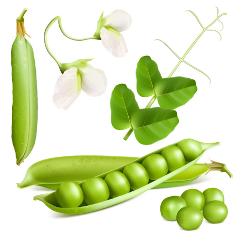 Fresh peas design vector material