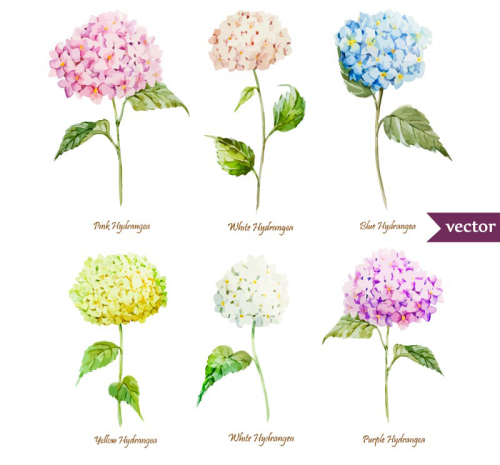 6 beautiful watercolor hydrangea Vectors