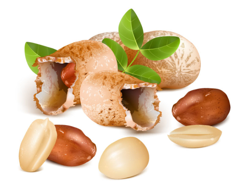 Delicious peanut design vector material