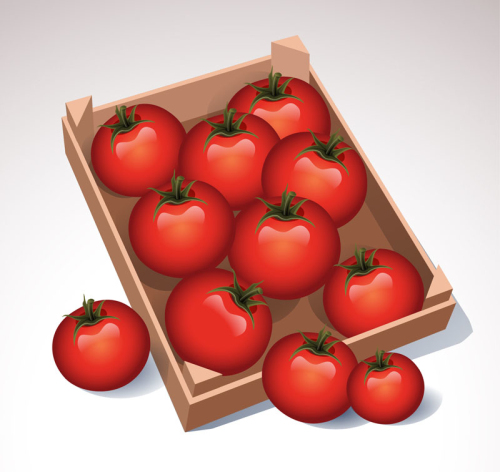 Beautiful red tomato vector material